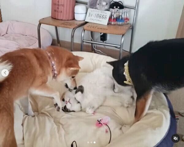 姉柴たちに遊んでもらうルナちゃん