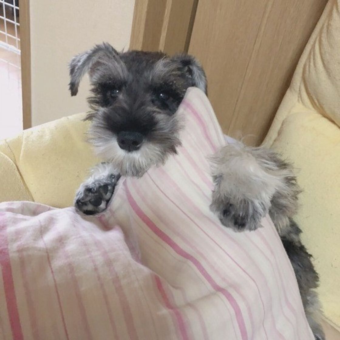 専門家が解説 タバコを吸う飼い主さん必読 犬が受動喫煙するリスク 知ってる いぬのきもちweb Magazine 専門家が解説 タバコを吸う飼い主さん必読 犬が受動喫煙するリスク 知ってる いぬのきもちweb Magazine