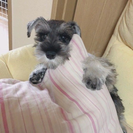 見つめるミニチュア・シュナウザー