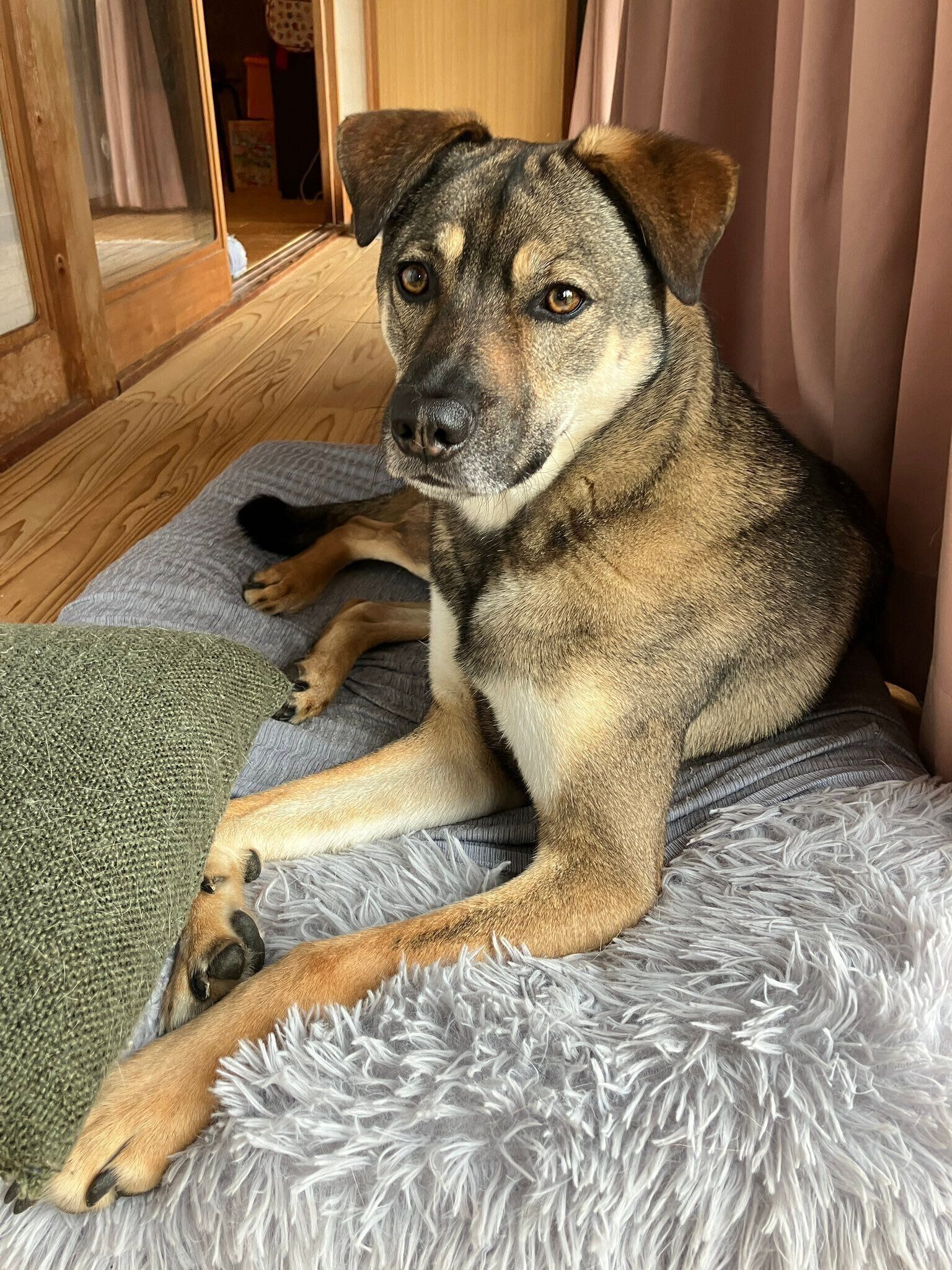 穏やかな表情がかわいらしいころくくん