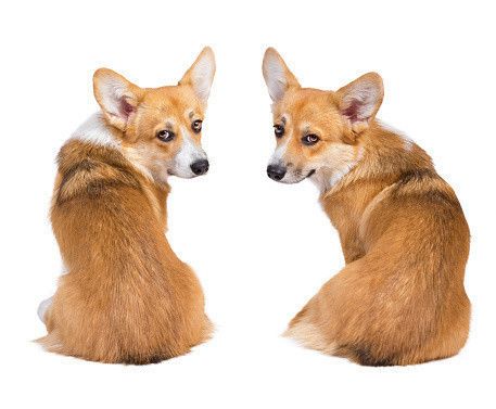 ウェルシュ・コーギー・ペンブローク