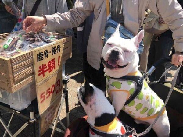 お出かけを楽しむぽんちゃん、ぴこちゃん