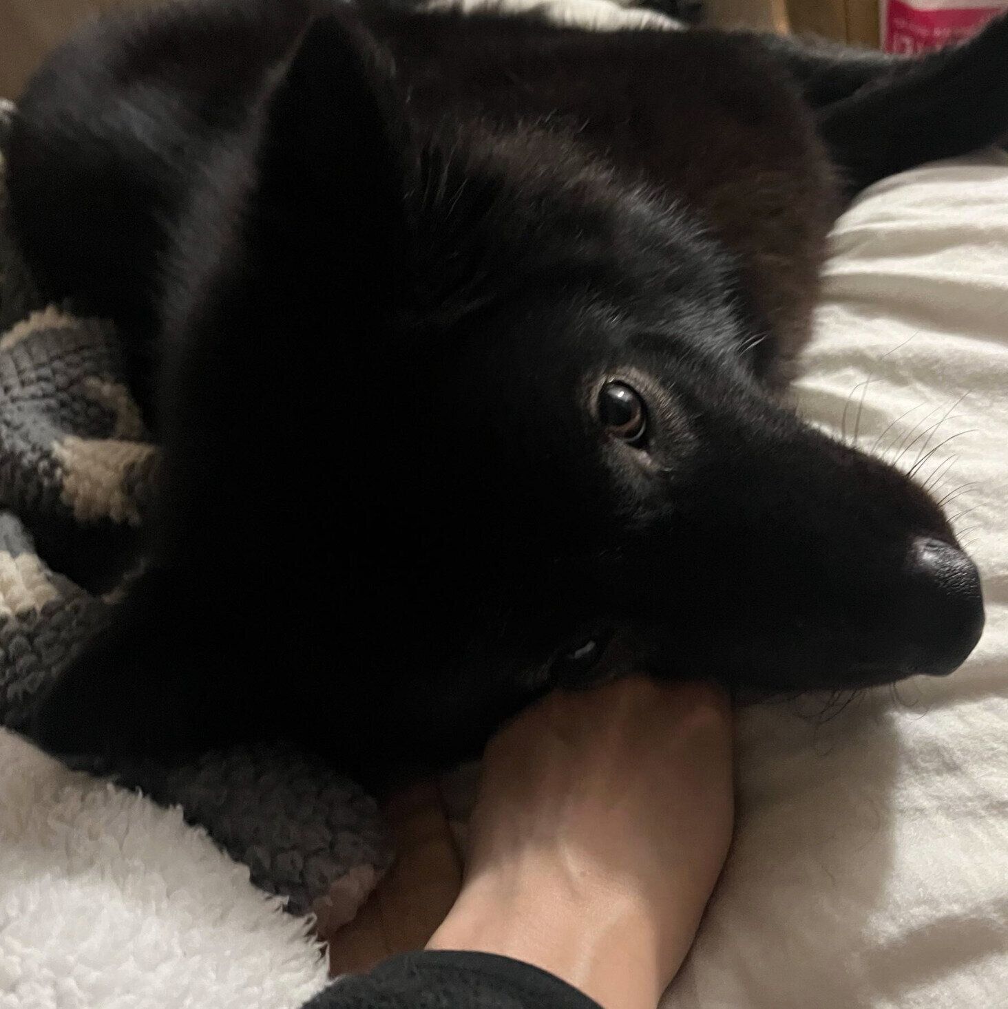 飼い主さんの手を枕にするシュレディンガーくん