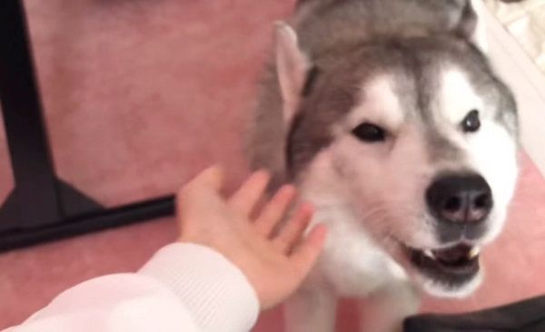 隙間から顔を覗かせるシベリアン・ハスキー