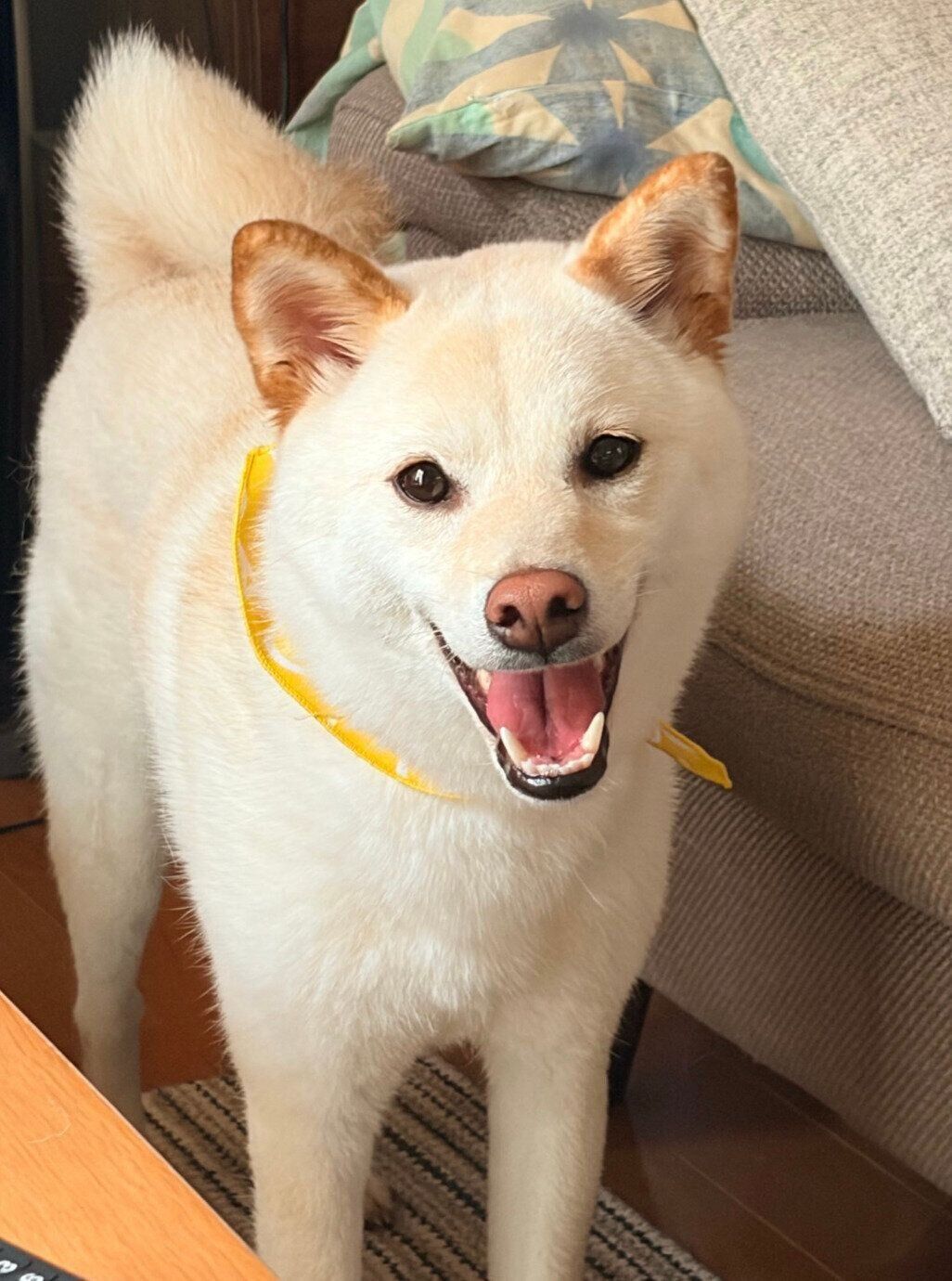 にっこりする銀くん
