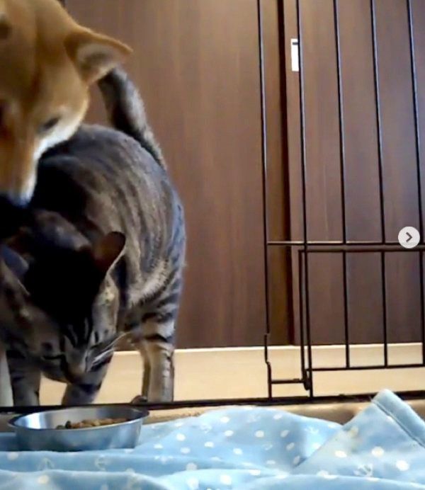 猫にごはんを狙われる柴犬