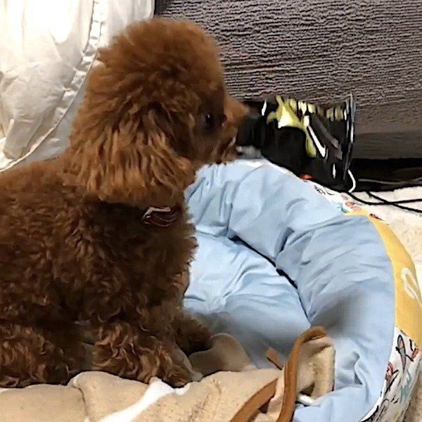 トイ・プードル