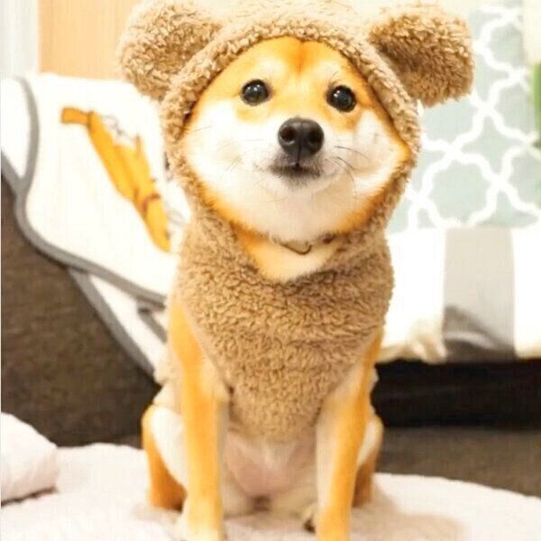 見つめるにこちゃん