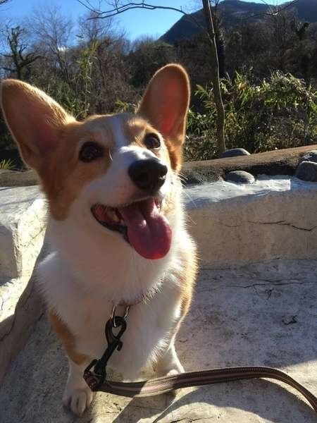 おでかけ中の犬