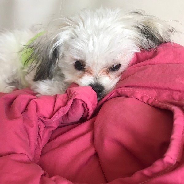 飼主さんのダウンベストの上に乗るmix（雑種）小型犬