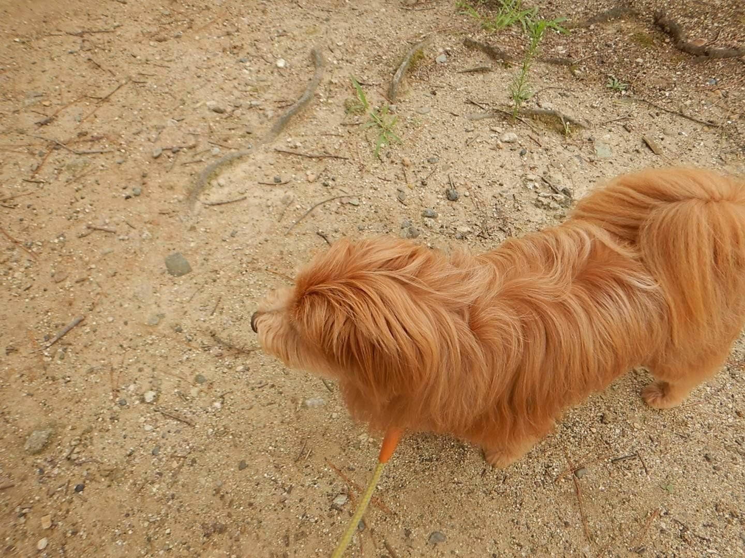 だるまさん転んだ 状態の散歩 連載 こぐま犬てんすけ Vol 30 いぬのきもちweb Magazine だるまさん転んだ 状態の散歩 連載 こぐま犬てんすけ Vol 30 いぬのきもちweb Magazine