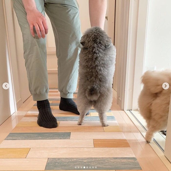 パパさんのことを玄関で見送るこあちゃん、ミロちゃん