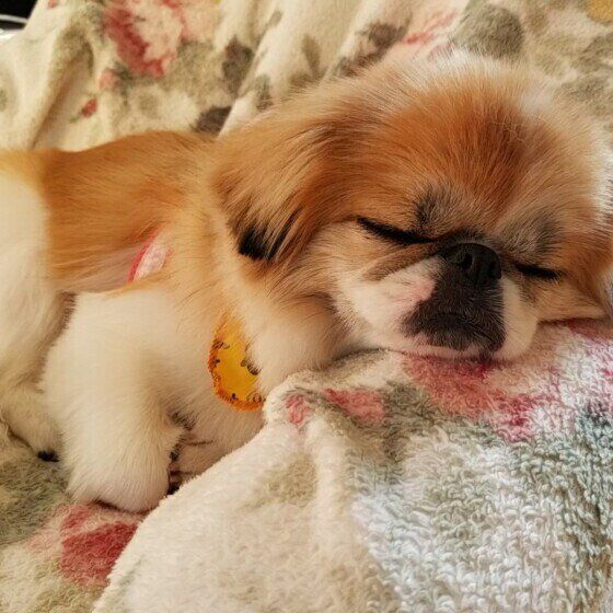 狆のめごちゃん