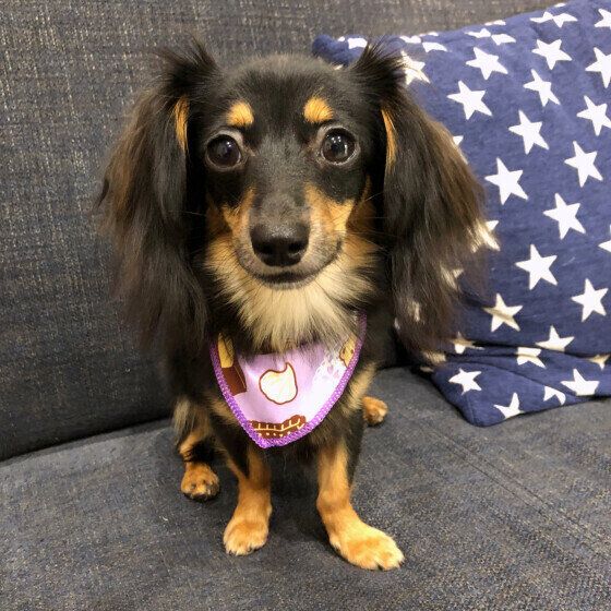 ソファに座ってカメラ目線のワンちゃん