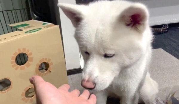 おやつ切れを宣告されたもんたろうくん