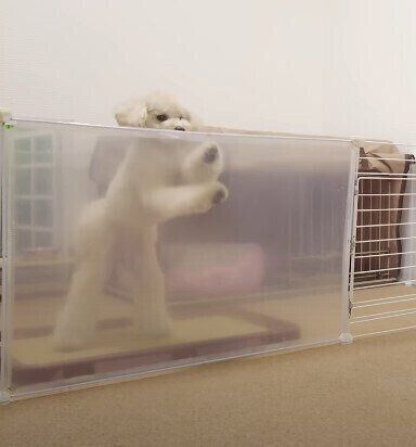 立ち上がるトイ・プードル