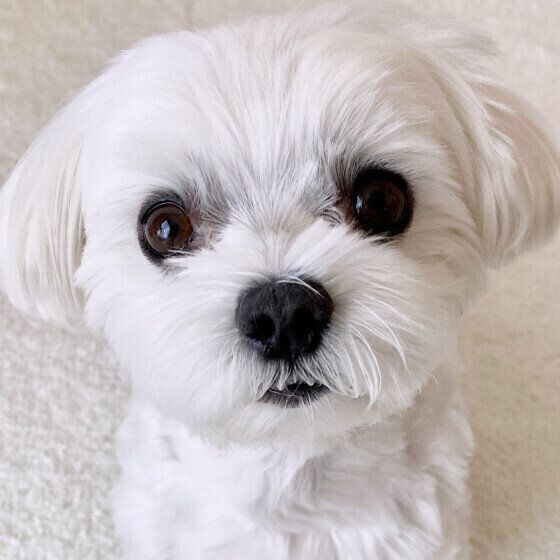 愛犬を守る行動を！ 街中で犬を繋ぎ待たせるリスクとは いぬのきもち