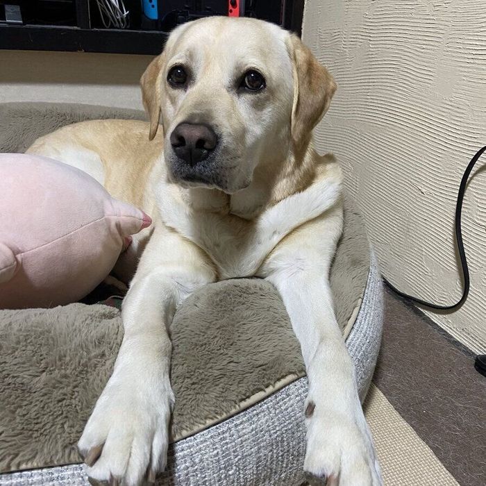 ベッドの上でくつろぐロキくん