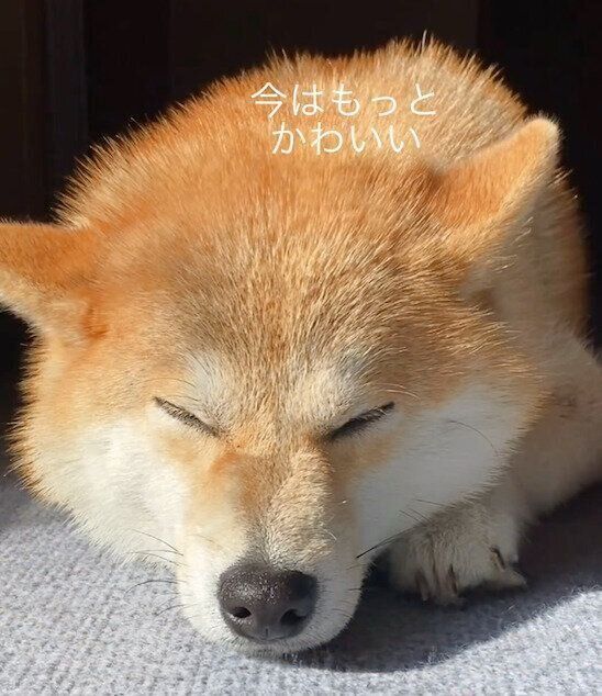 成長したこむぎちゃん