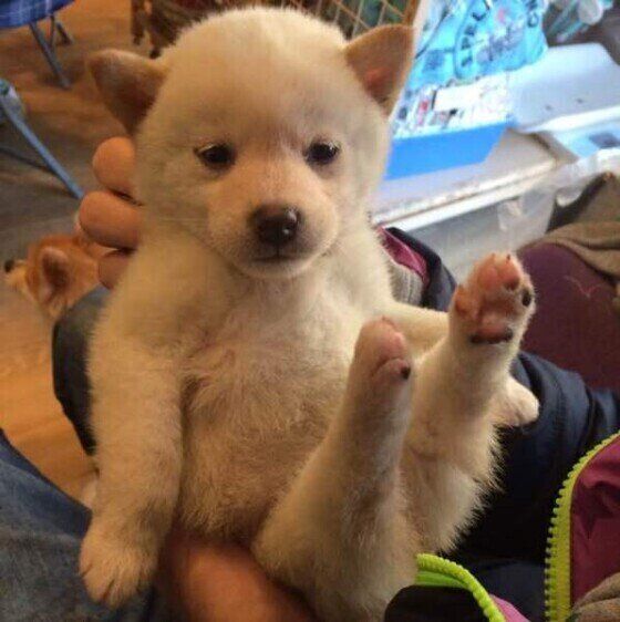 後ろ足ピーンの子犬