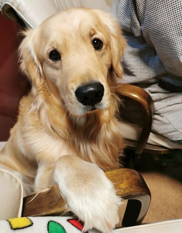 オテをするふぉるてくん