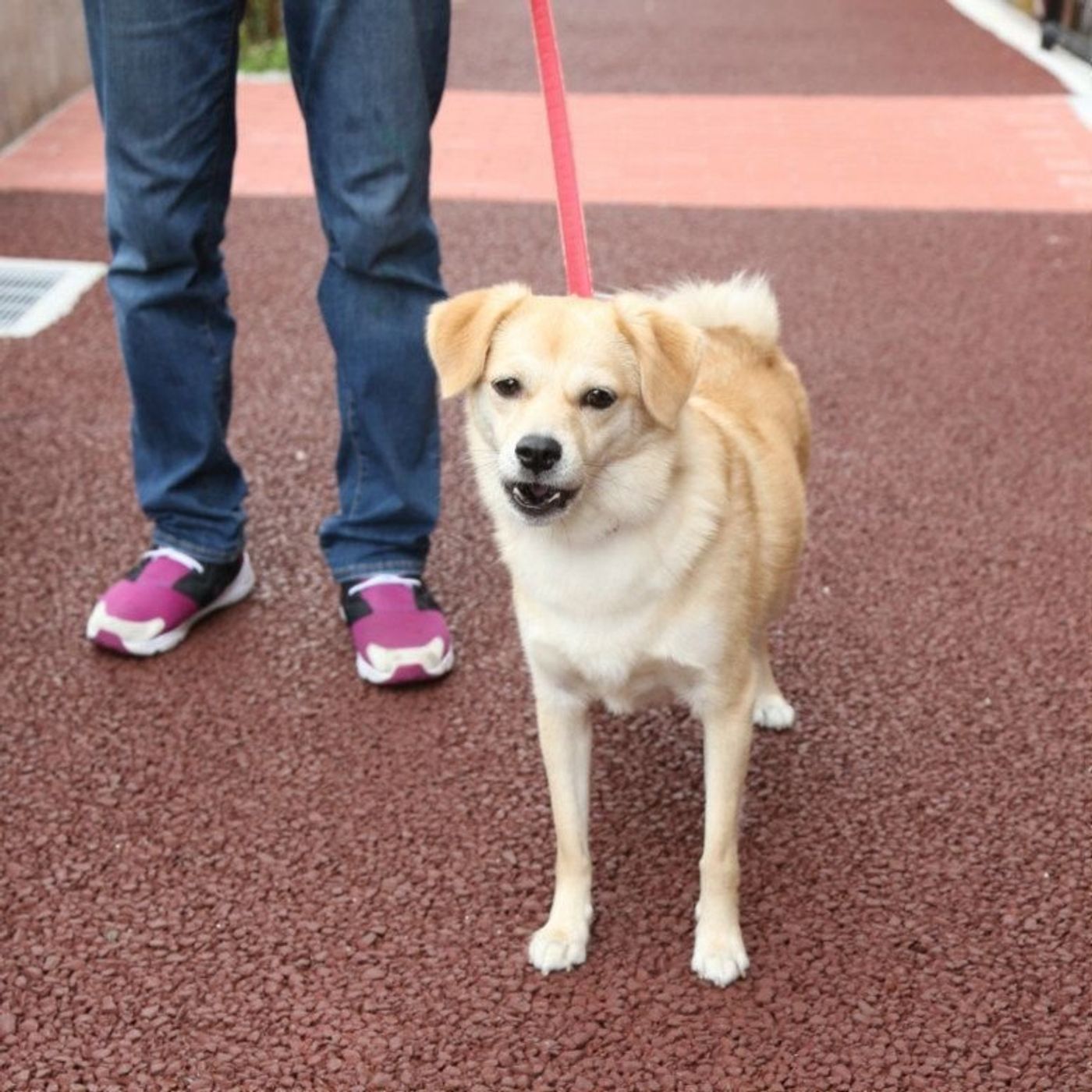 お散歩中の興奮や吠えにも役立つ 愛犬が落ち着く 神ワード 3選 いぬのきもちweb Magazine お散歩中の興奮や吠えにも役立つ 愛犬が落ち着く 神ワード 3選 いぬのきもちweb Magazine