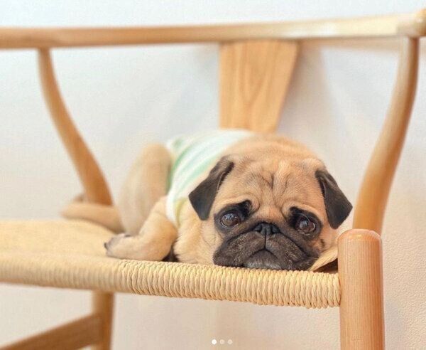 見つめるぱぐぞうくん