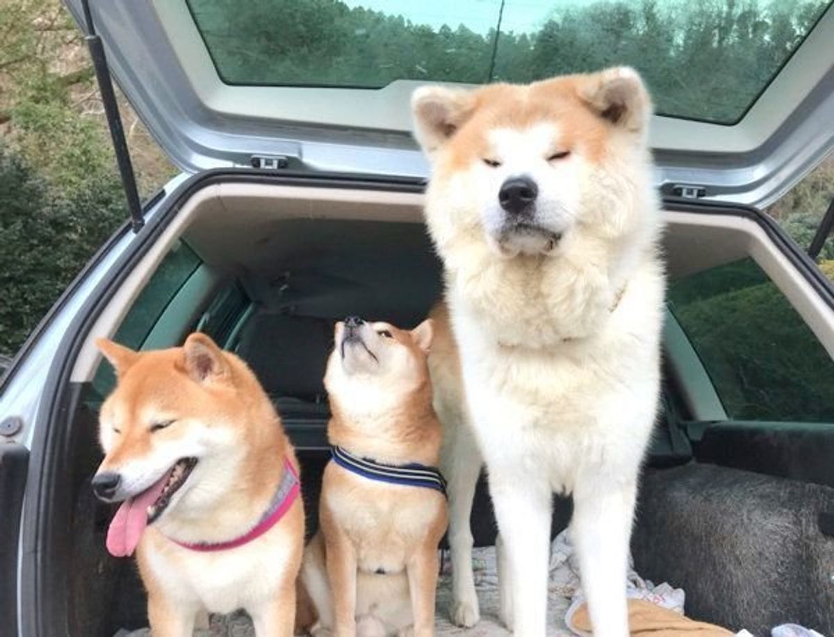 貫禄がスゴイ 柴犬サイズだった秋田犬が見た目も中身も大人に成長 いぬのきもちweb Magazine 貫禄がスゴイ 柴犬サイズだった秋田犬が見た目も中身も大人に成長 いぬのきもちweb Magazine