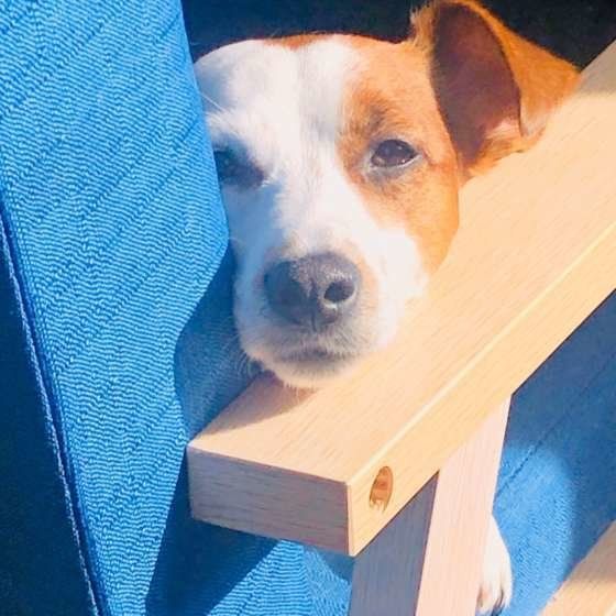 ソファに座るジャックラッセル