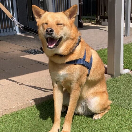 中型犬の塁くん