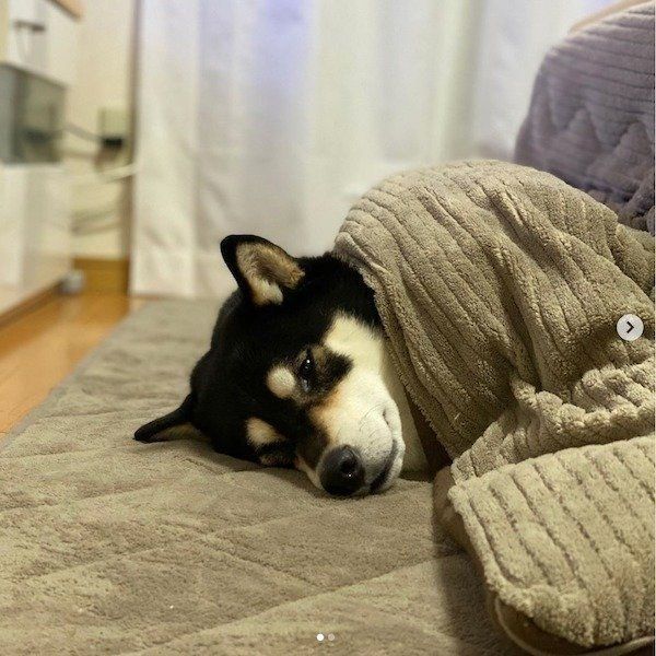 こたつで眠るころ美ちゃん