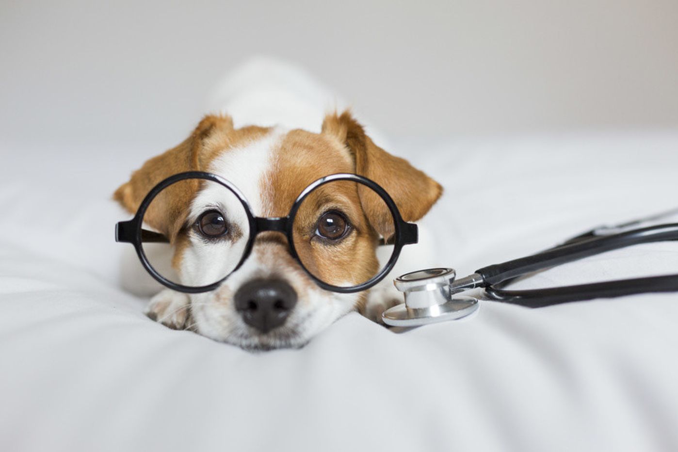 犬に玉ねぎは絶対だめ Ngな理由やもしもの時の対処法 いぬのきもちweb Magazine 犬に玉ねぎは絶対だめ Ngな理由やもしもの時の対処法 いぬのきもちweb Magazine