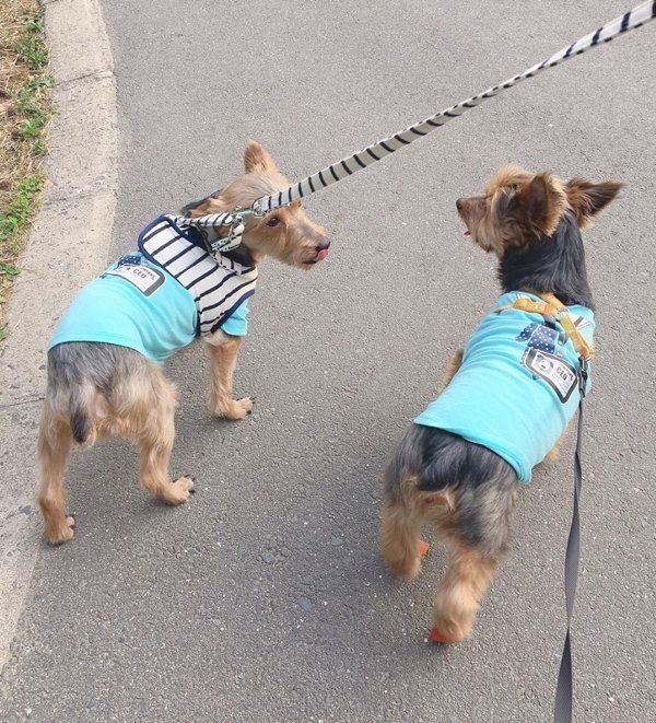 元保護犬・サブレくんと先住犬・ショコラくん