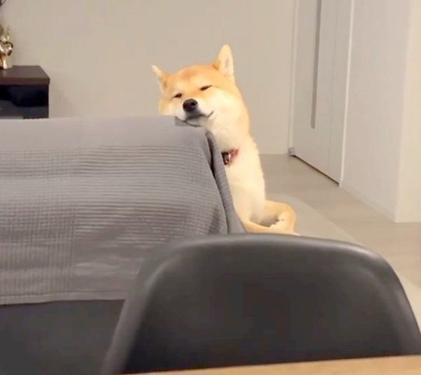 お仕事中の飼い主さんを見守る味噌ちゃん