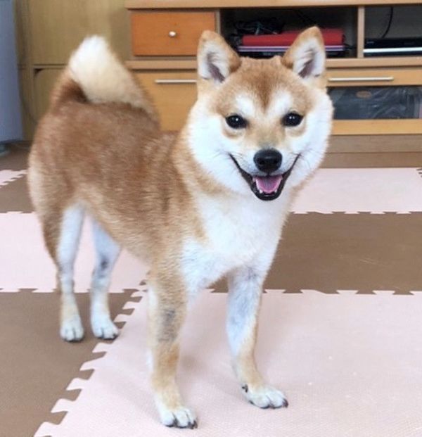 鏡の中自分と対面した柴犬