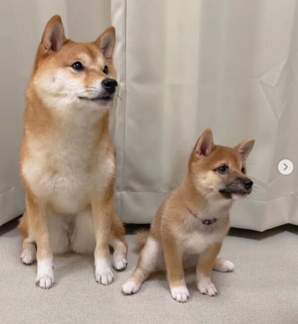 「オテ」の練習をするまるちゃんと、見守るはなちゃん