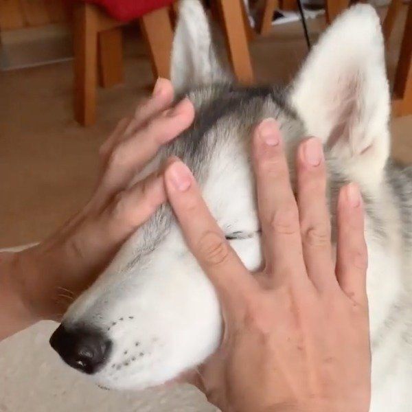 スポッとハマるシベリアン・ハスキー