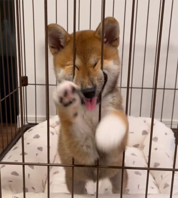 飼い主さんを大歓迎するこはくちゃん