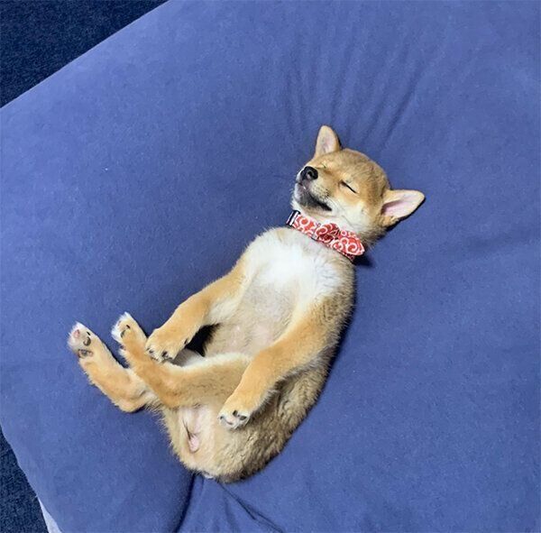 眠るゆずちゃん