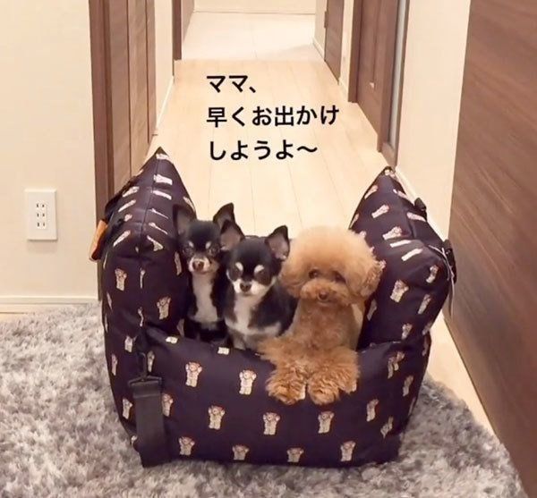 ショコラちゃん、あずきちゃん、パンナちゃん