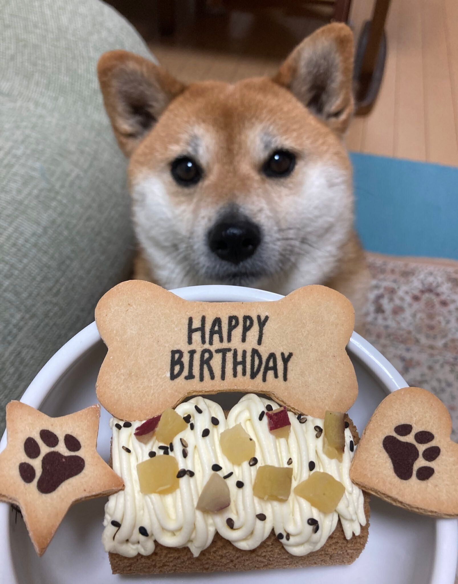 ケーキを見つめるねぎちゃん