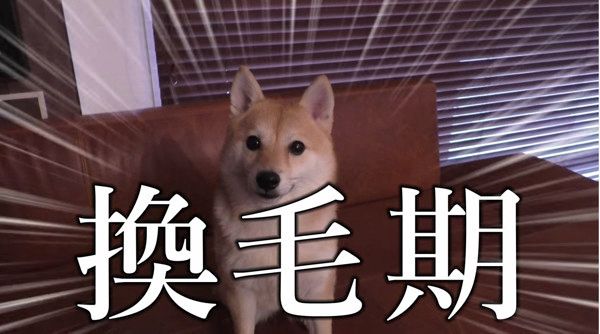 換毛期