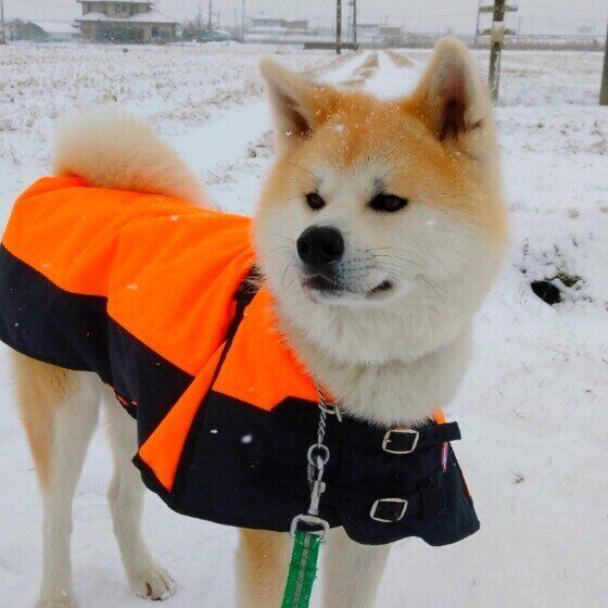 散歩する秋田犬