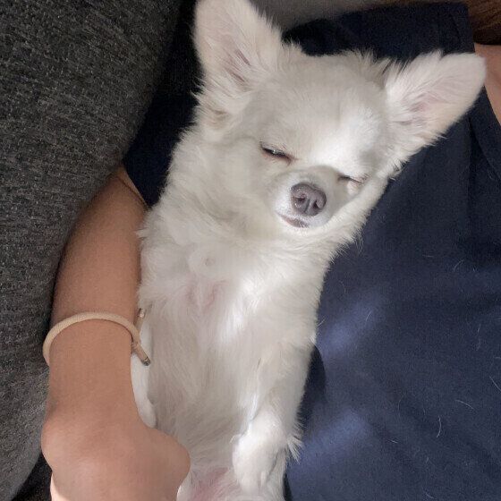 リラックスしているぽんずくん