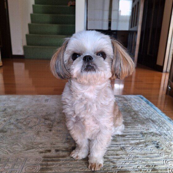 「行ってらっしゃい」と飼い主さんを玄関でお見送り