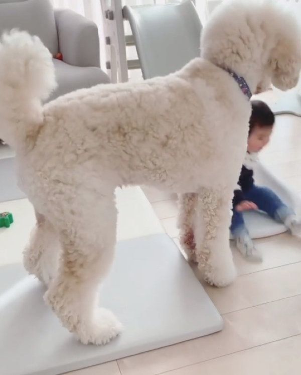 スタンダード・プードルのもずくちゃんと弟くん