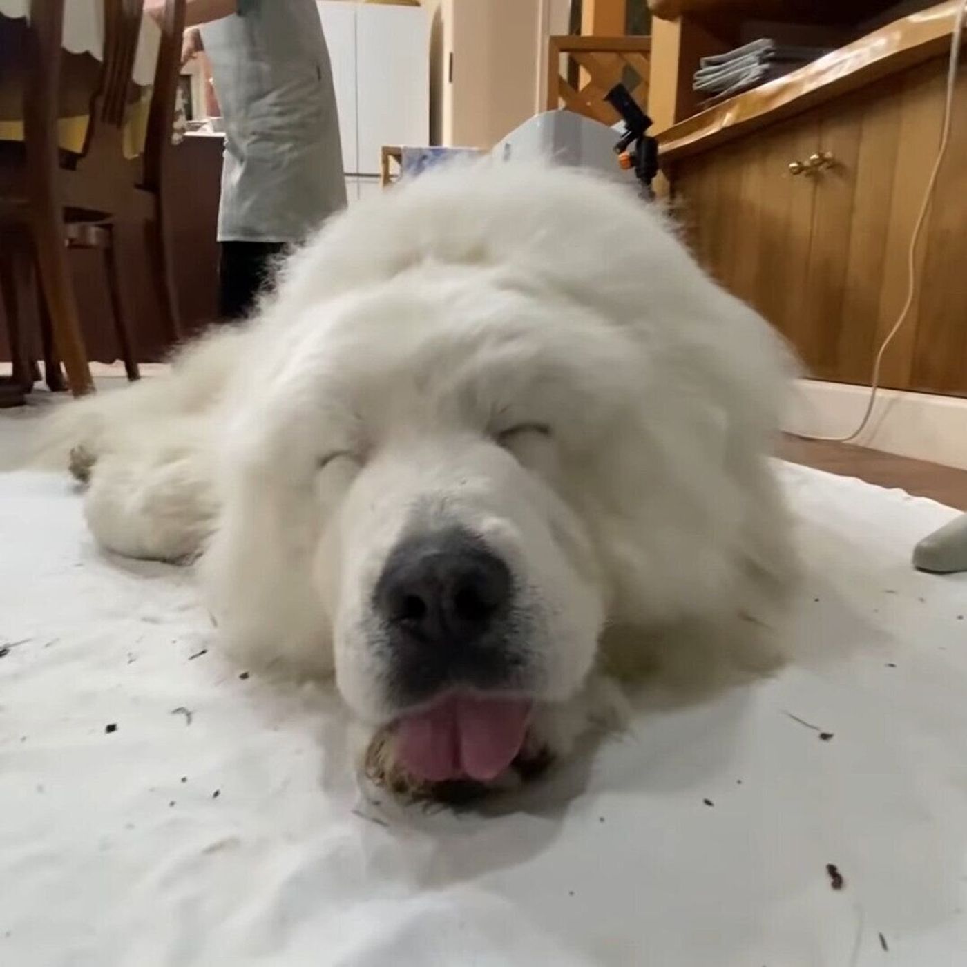 おやすみ前のブラッシング 眠くて目がショボショボする大型犬 いぬのきもちweb Magazine おやすみ前のブラッシング 眠くて目がショボショボする大型犬 いぬのきもちweb Magazine