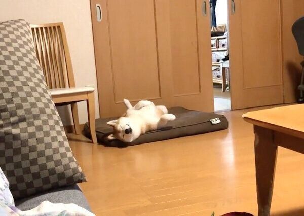 寝顔が可愛いロペさん