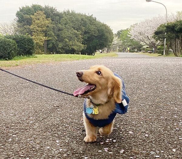 散歩する大吉くん