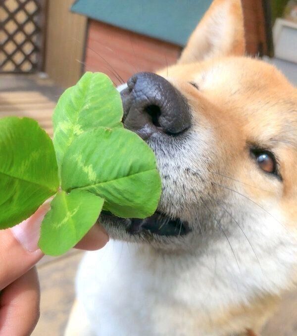 四葉のクローバーを見るそらくん
